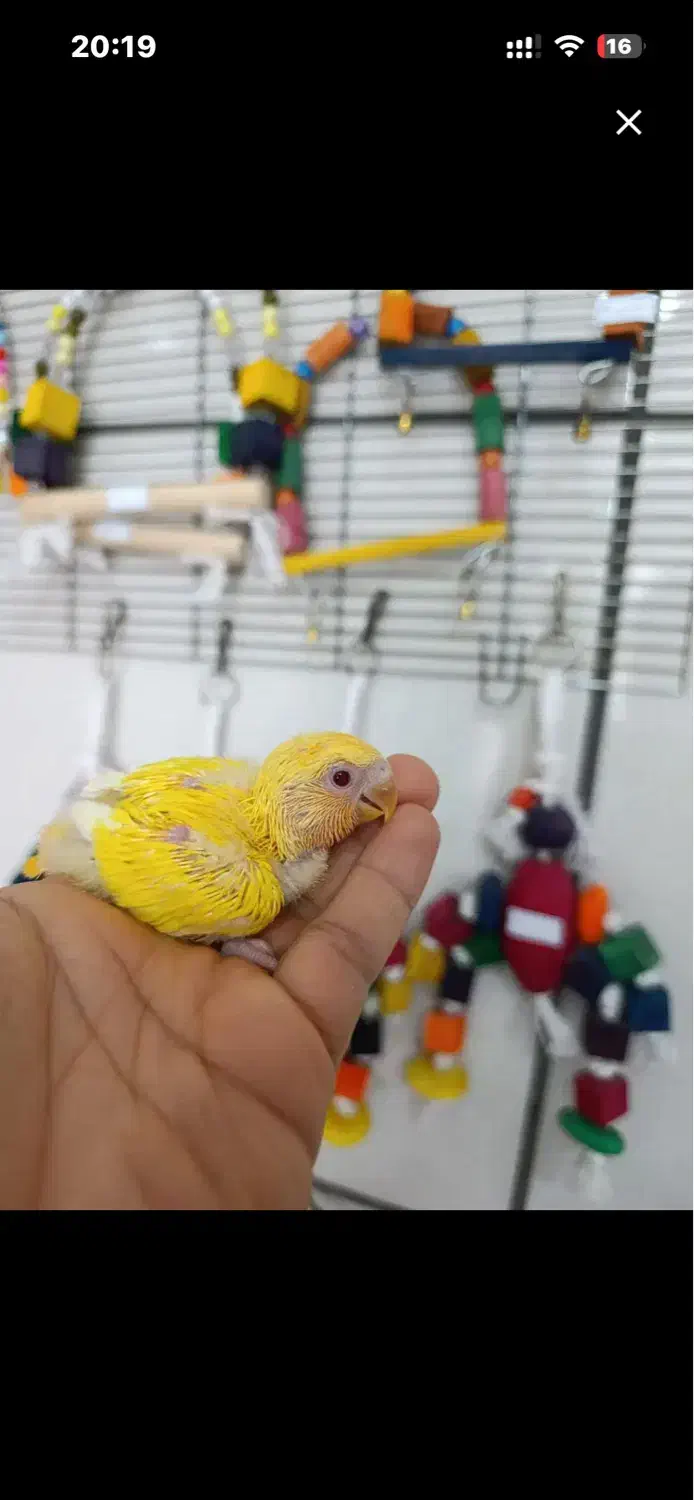 انواع پرنده معاوضه با قناری|پرنده|بیرجند, |دیوار