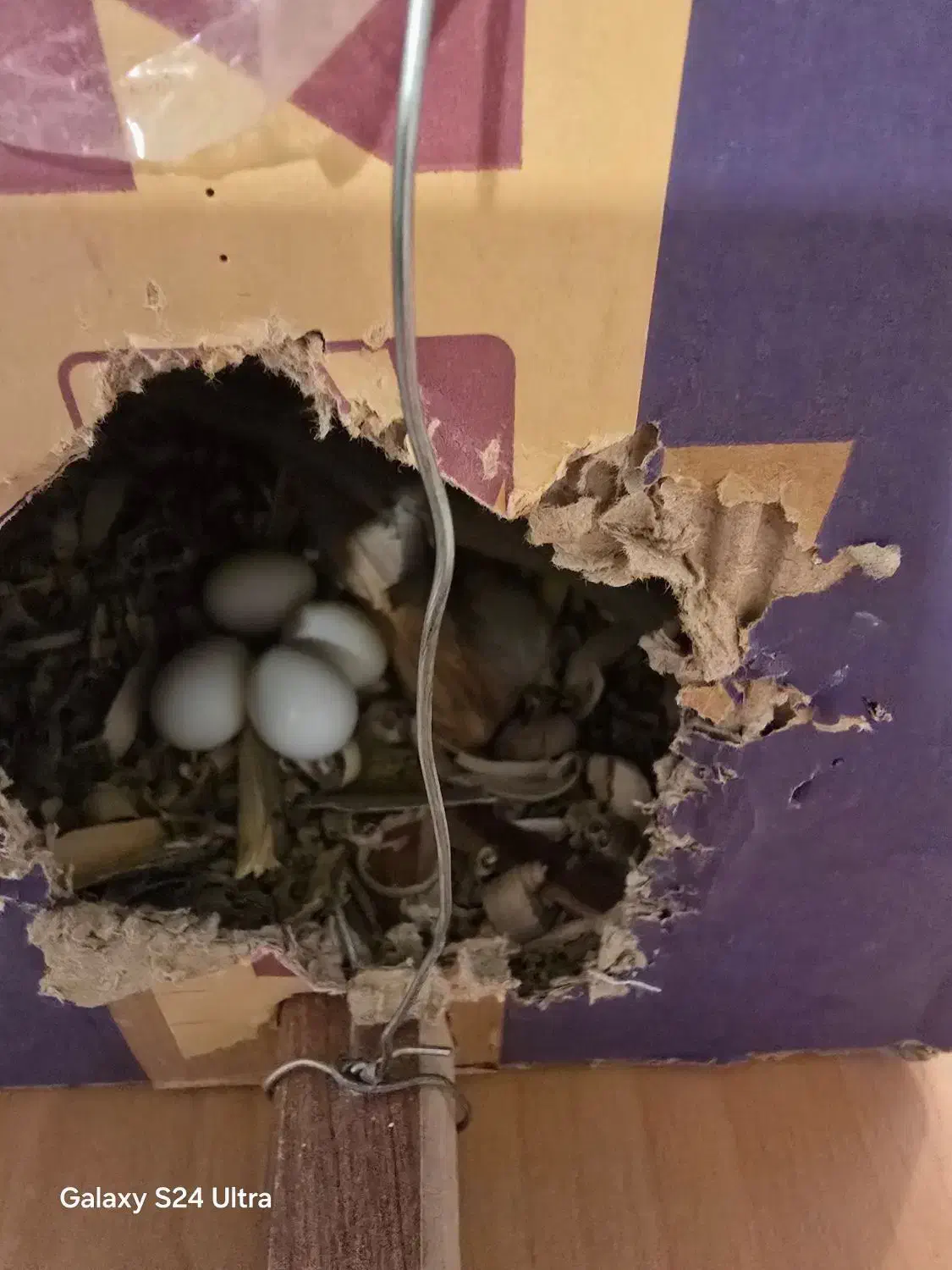 عروس هلندی|پرنده|تهران, حشمتیه|دیوار