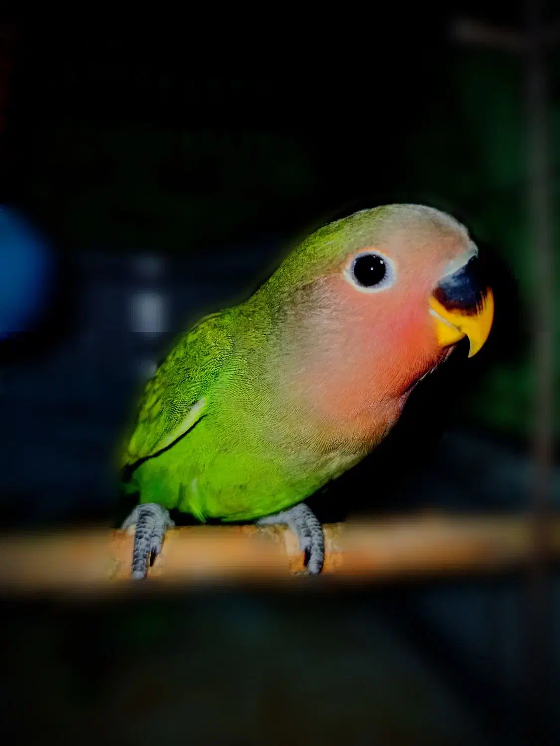 طوطی برزیلی کوتوله برزیلی|پرنده|رباط‌کریم, نصیرشهر|دیوار