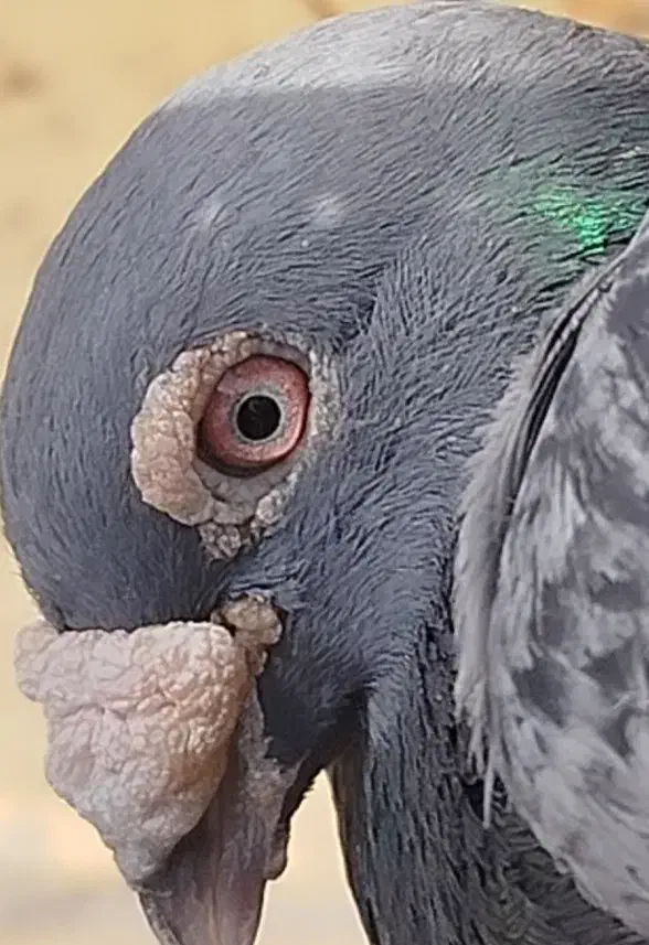 نروماده ضمانتی|پرنده|مشهد, شهید علی محمدی|دیوار