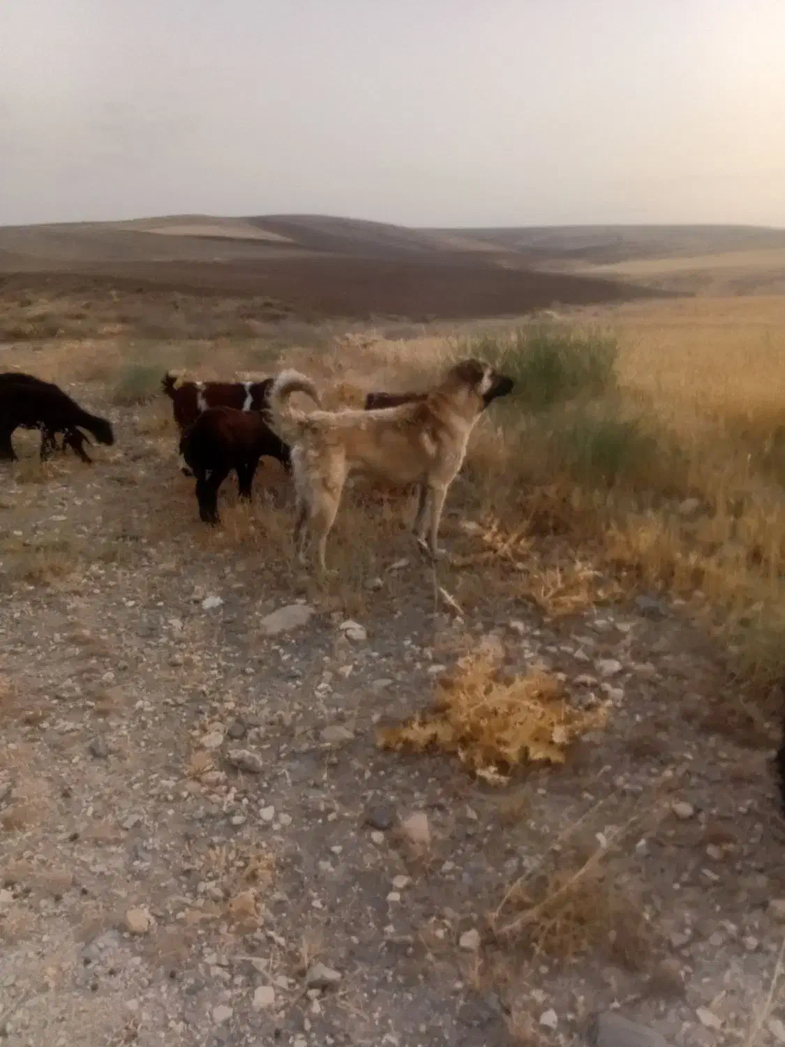 سگ سرابی ۱۲ ماهه|سگ|انگوران, |دیوار