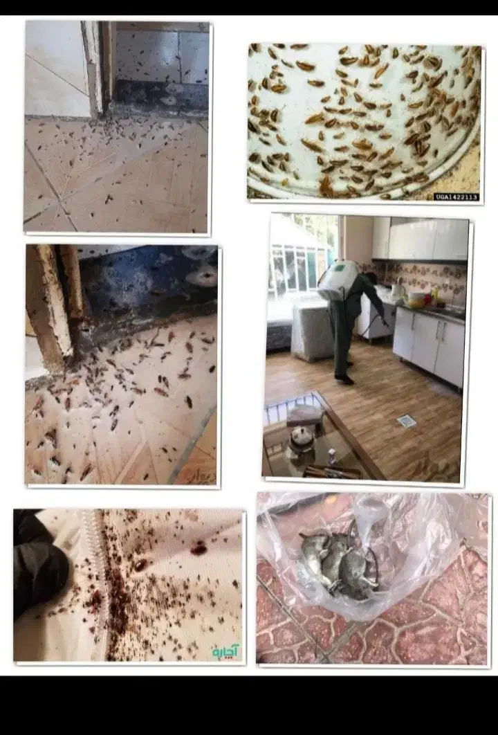 سمپاشی ساس و سوک وسایر جانوران موزی|خدمات نظافت|مشهد, کلاهدوز|دیوار