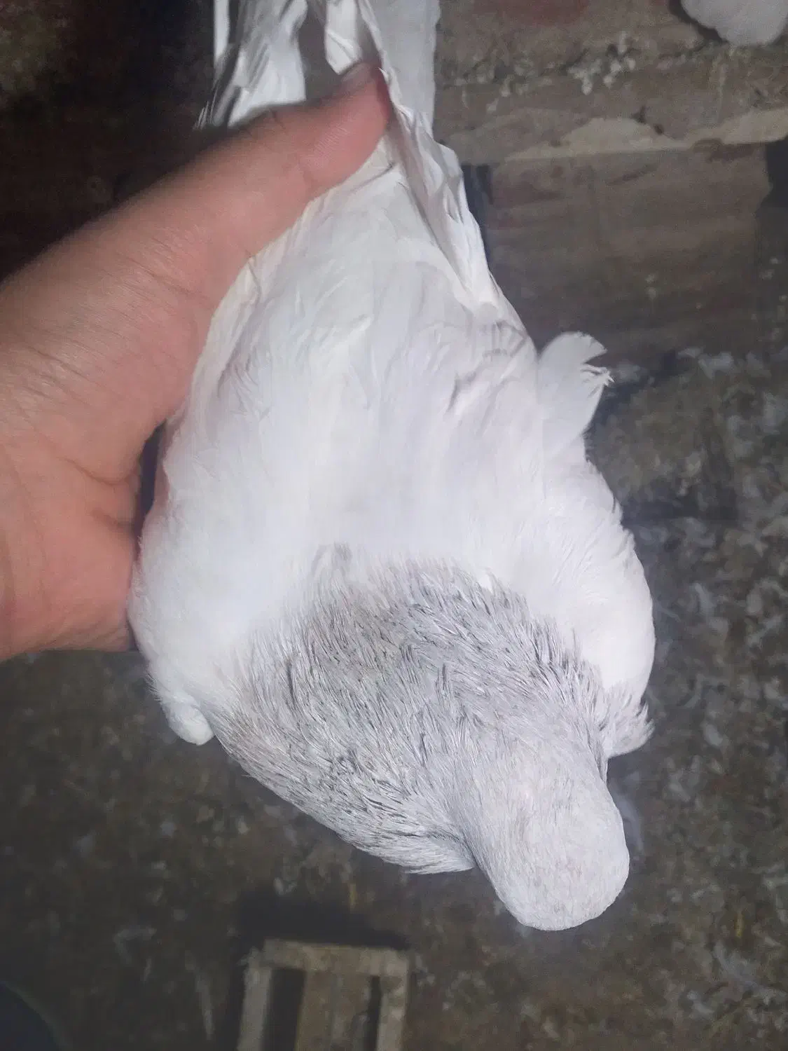 کبوتر|پرنده|خسروشاه, |دیوار