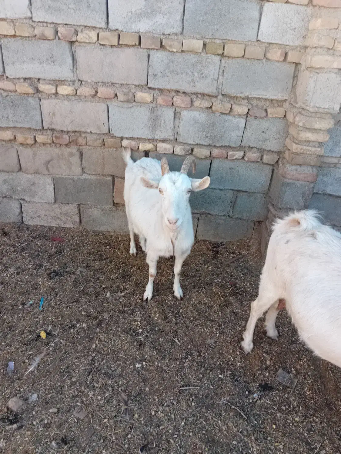 ۵عددبز (سانان) آبستن|حیوانات مزرعه|سبزوار, قصبه شرقی|دیوار