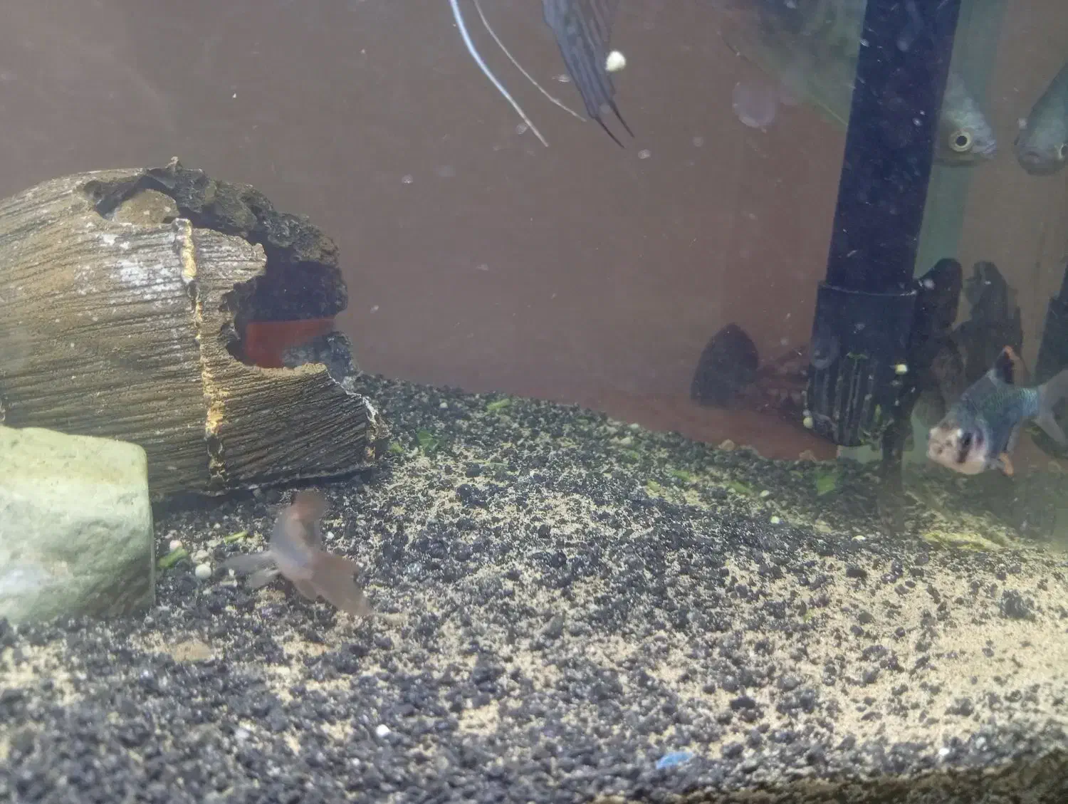 ماهی|ماهی|بیرجند, |دیوار