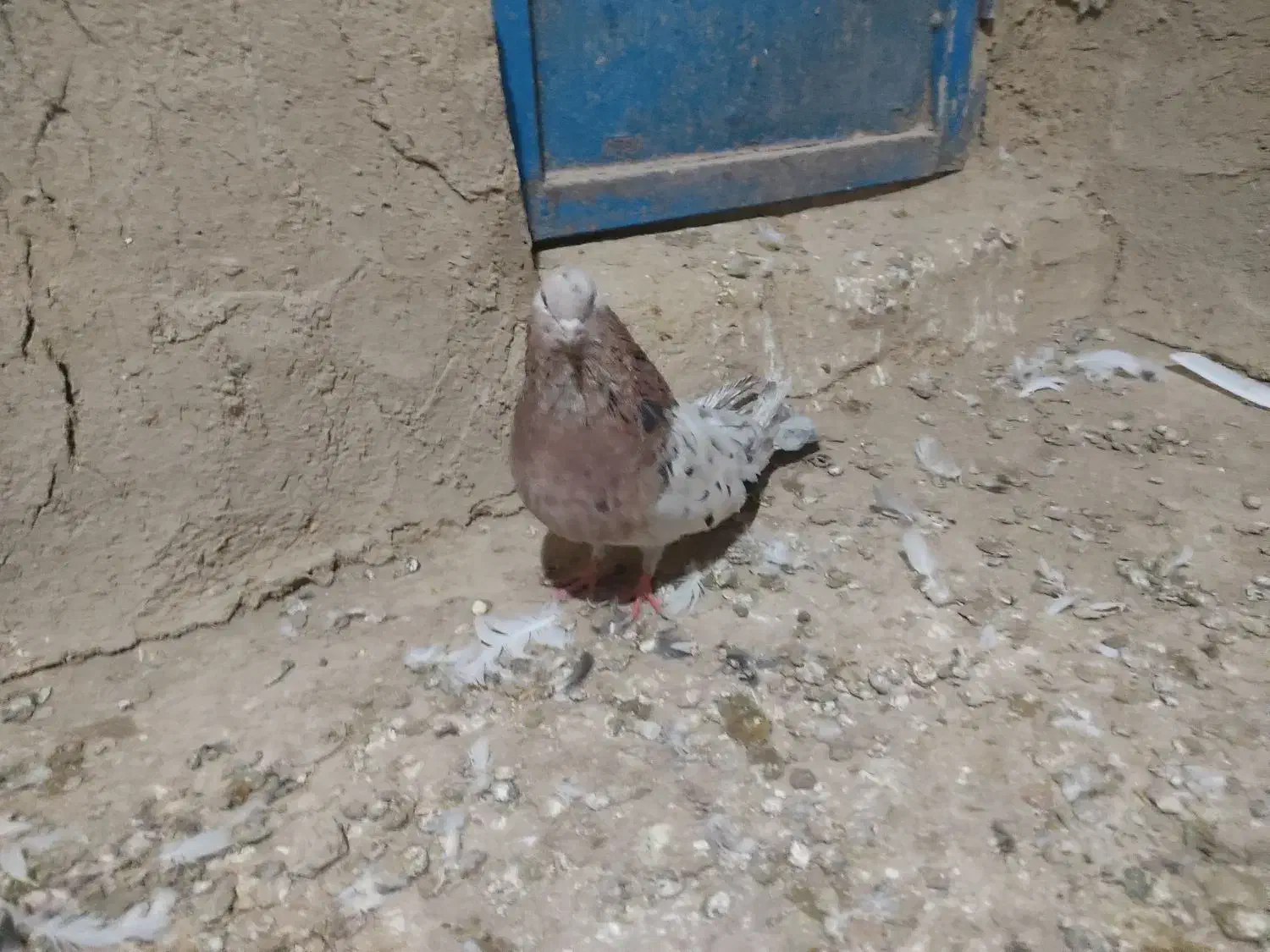 کفتر سرور|پرنده|کبودرآهنگ, |دیوار