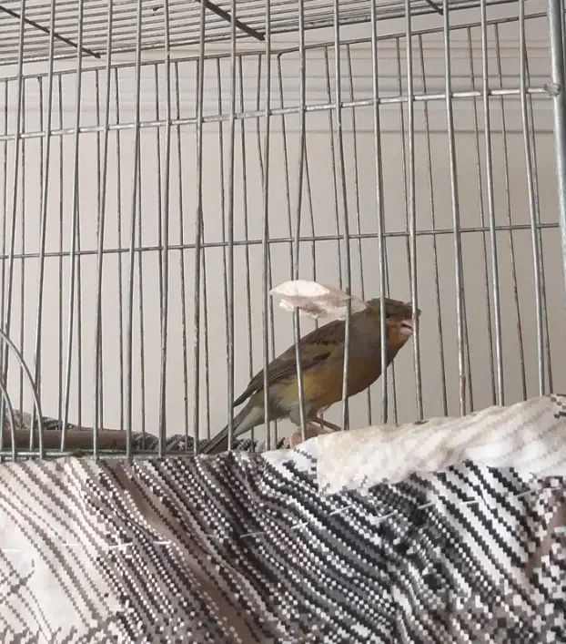 قناری شلاقی مست|پرنده|اصفهان, فرح آباد|دیوار