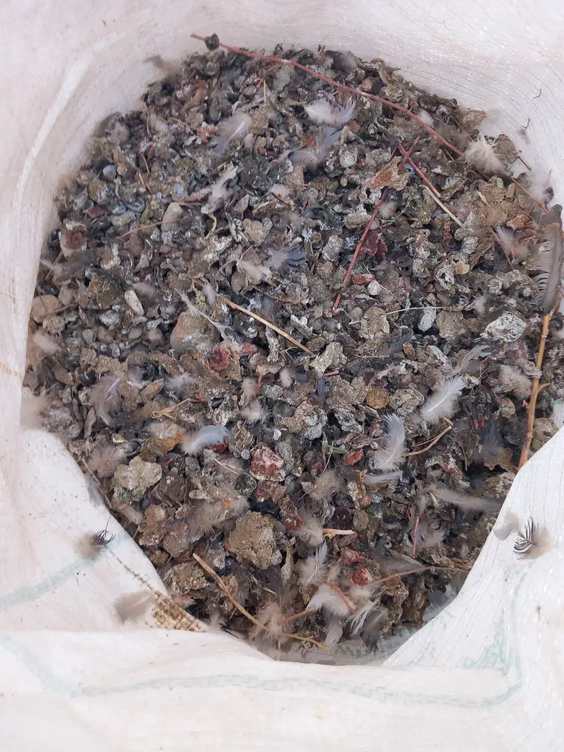 کود کبوتر|گل و گیاه طبیعی|میاندوآب, |دیوار