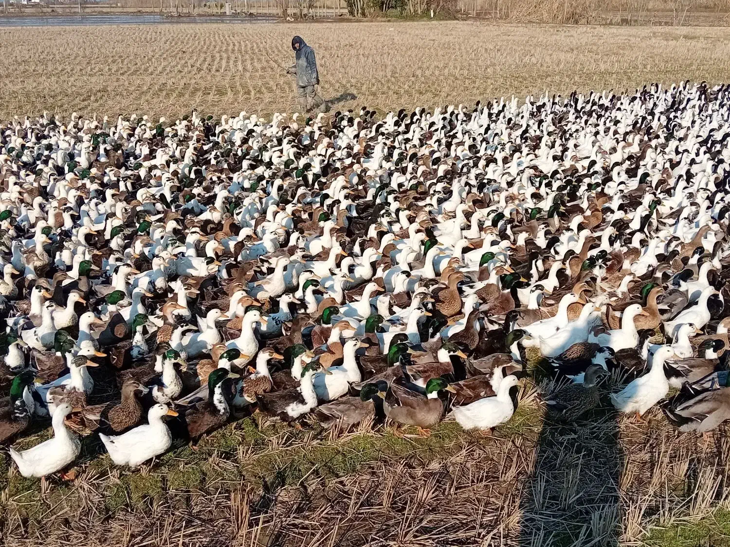 اردک آیشی محلی بالا ۶ماهه|حیوانات مزرعه|سرخرود, |دیوار