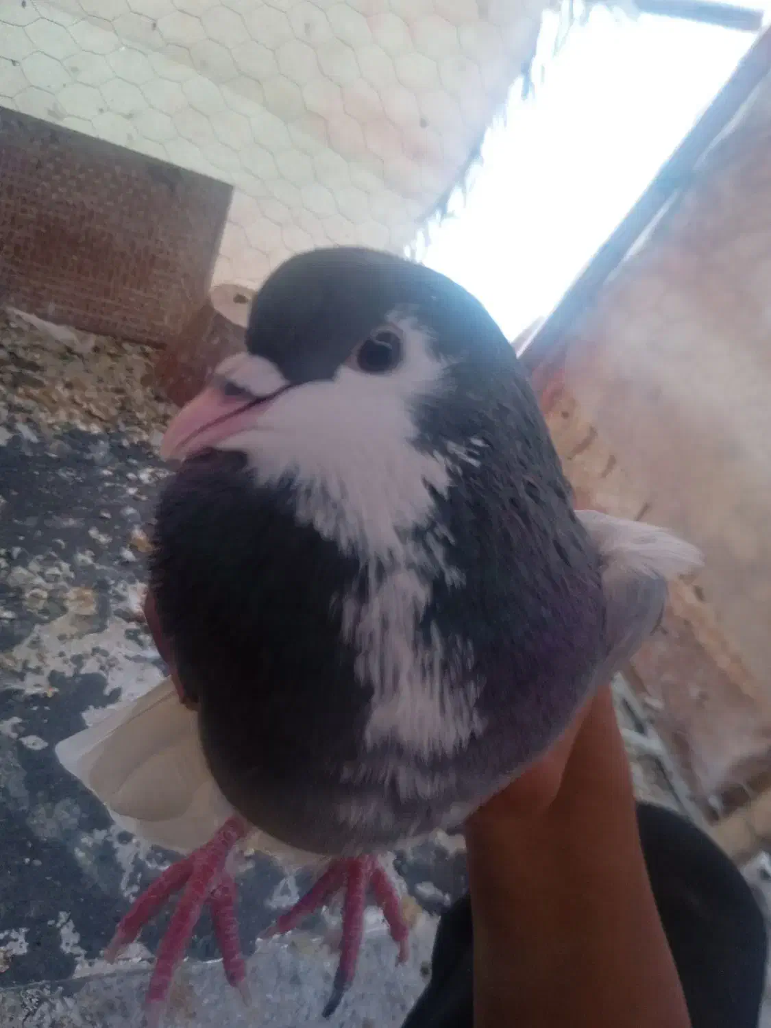 نر دمگیر خرقه|پرنده|شاهینشهر, گزبرخوار|دیوار