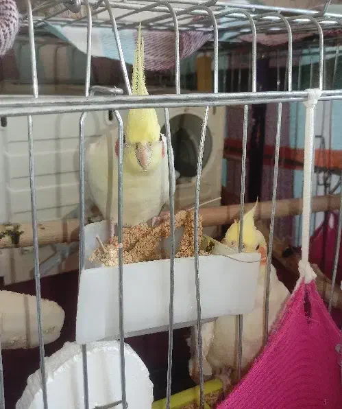 عروس هلندی|پرنده|سهند, |دیوار