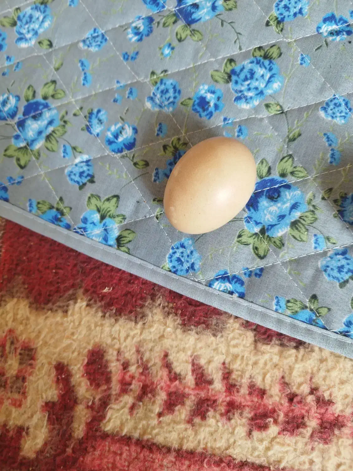 تخم مرغ نطفه داربوقلمو وتخم مرغ محلی|خوردنی و آشامیدنی|بجنورد, |دیوار