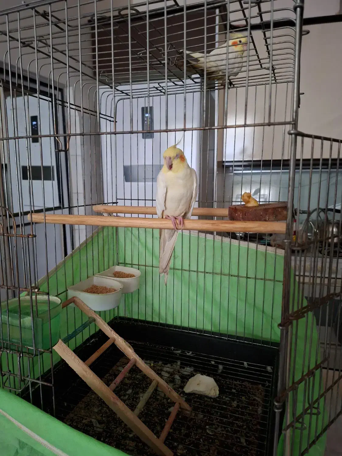 عروس هلندی لوتینو نر و ماده|پرنده|کرمانشاه, |دیوار