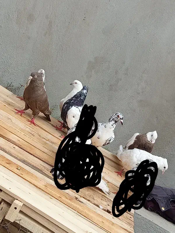 کبوتر|پرنده|سرپل ذهاب, |دیوار