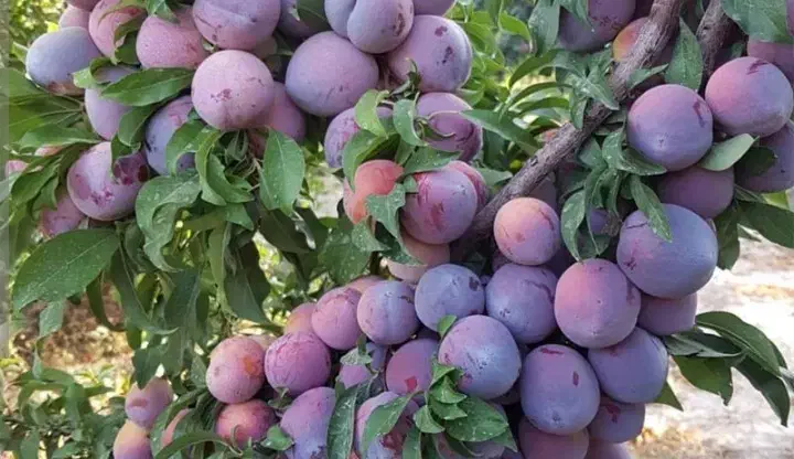 فصل هرس سم زنی درخت بری کندن باغچه شروع شد|خدمات باغبانی و درختکاری|یزد, |دیوار