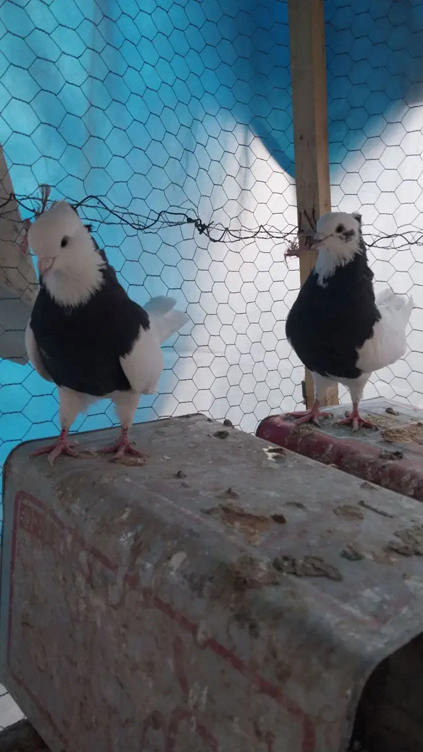 کبوتر.کفتر. طوقی|پرنده|رودشت (اصفهان), |دیوار