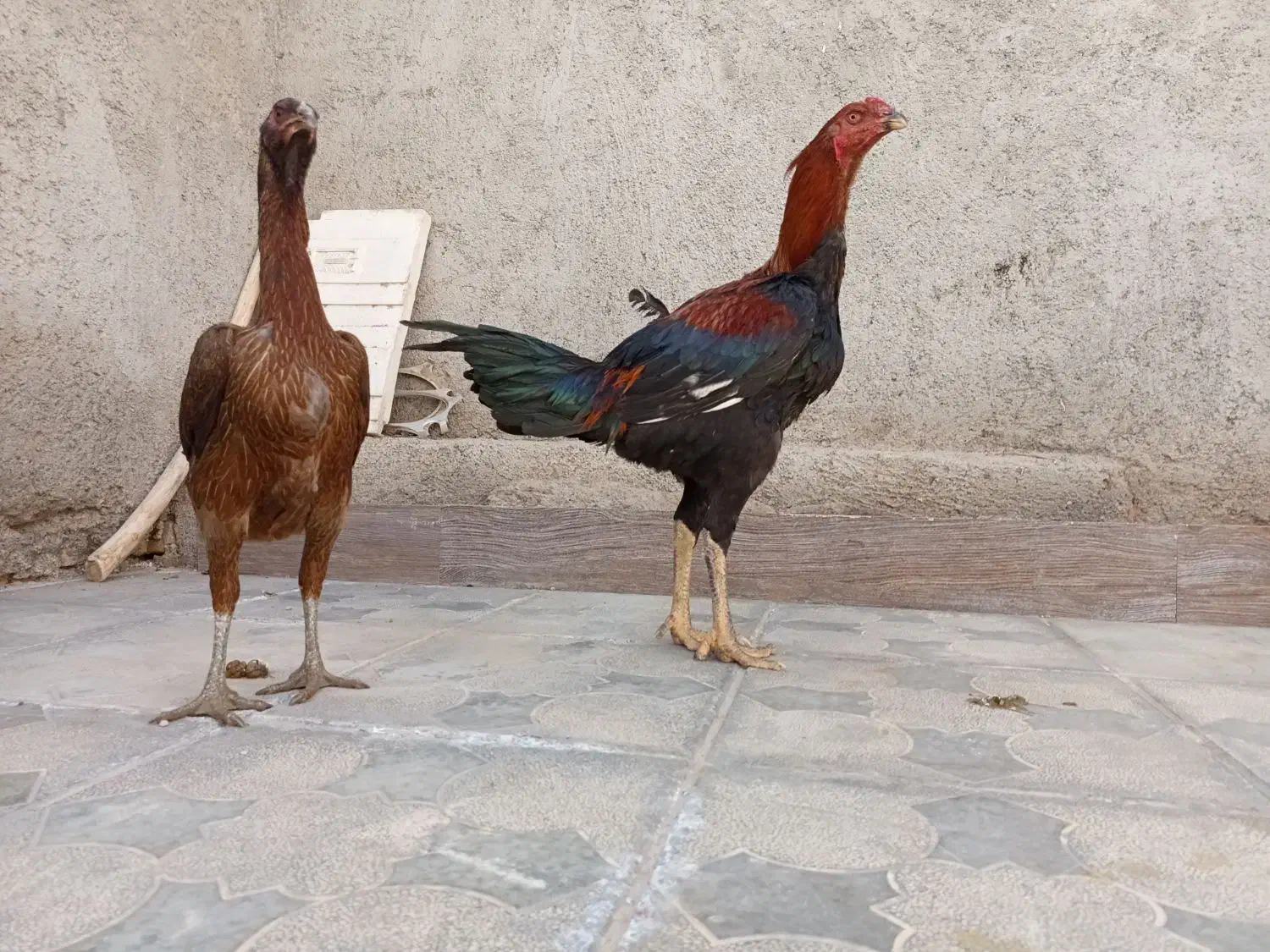 سلام دو عدد جوجه لاری اصل نصب دار پنچ ماه|حیوانات مزرعه|رشتخوار, |دیوار