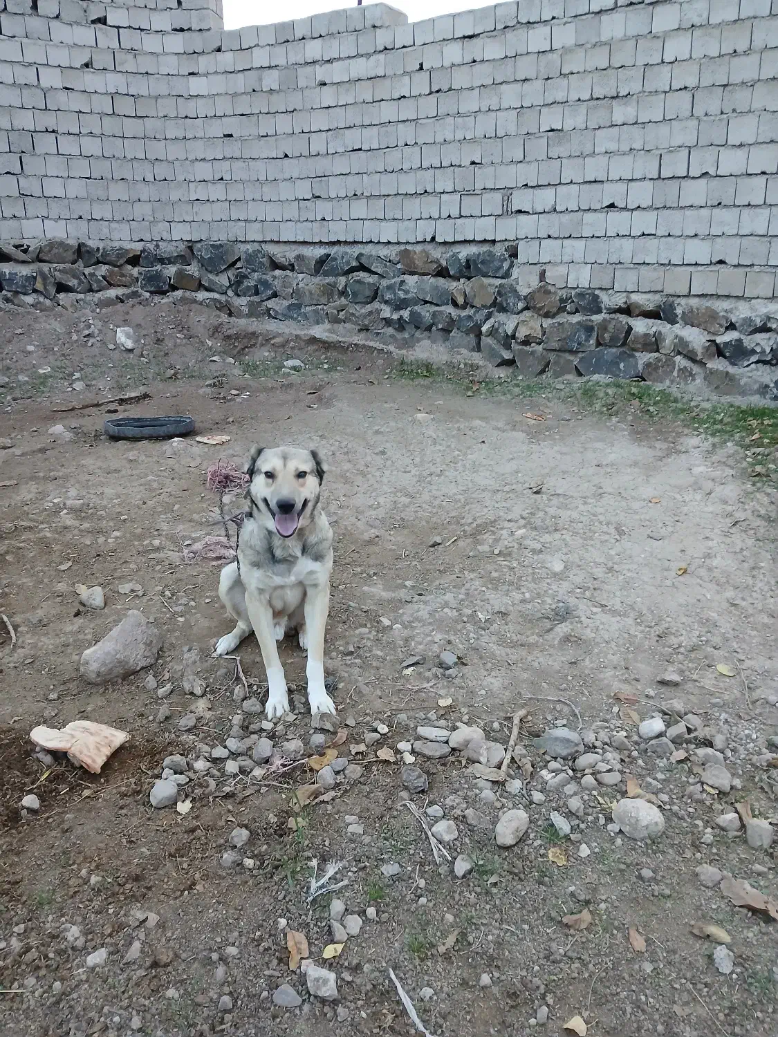 سگ نگهبان|سگ|ثمرین, |دیوار