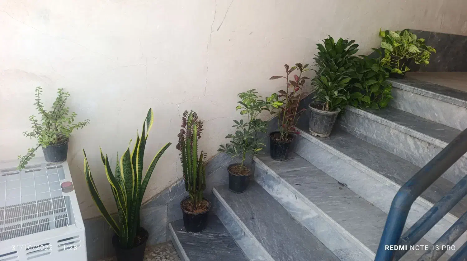 گل آپارتمانی|گل و گیاه طبیعی|دوگنبدان, |دیوار