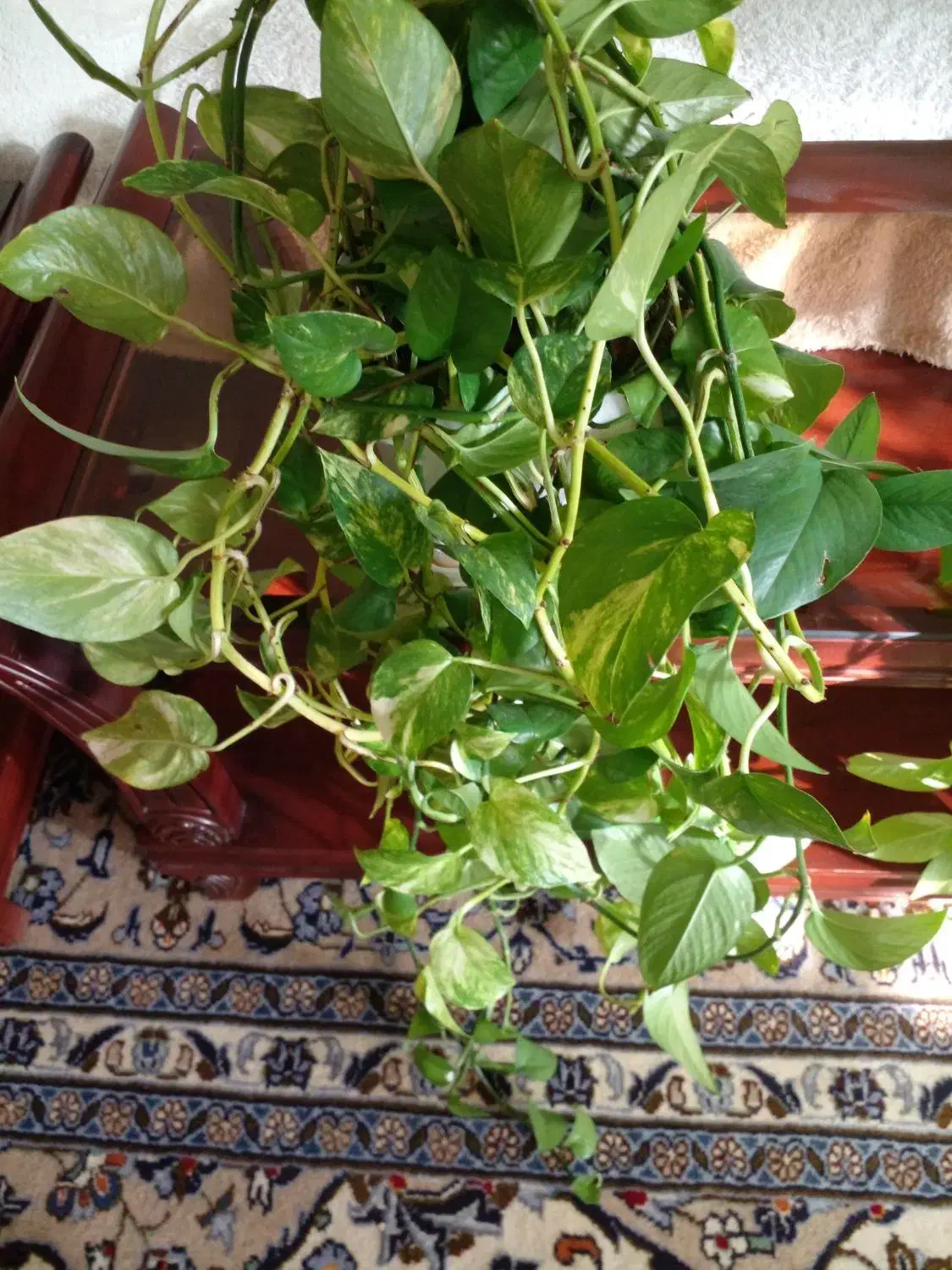 آبشار گل|گل و گیاه طبیعی|اصفهان, شهرک ولیعصر|دیوار