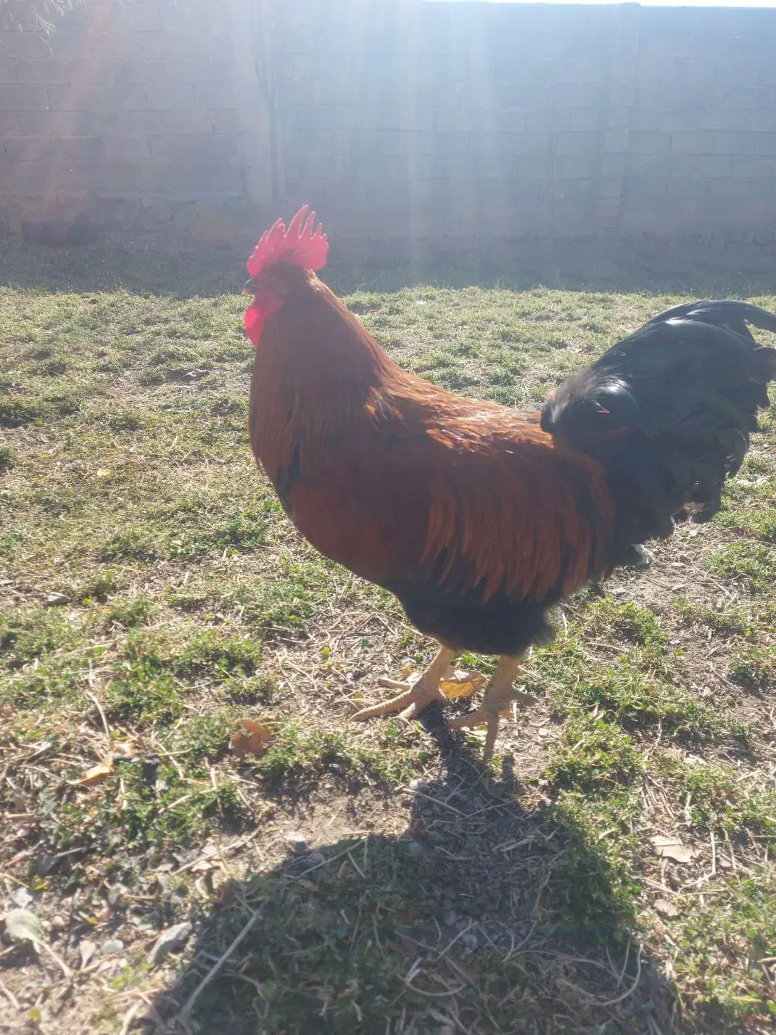 ۵عدد خروس|حیوانات مزرعه|قلقل رود, |دیوار