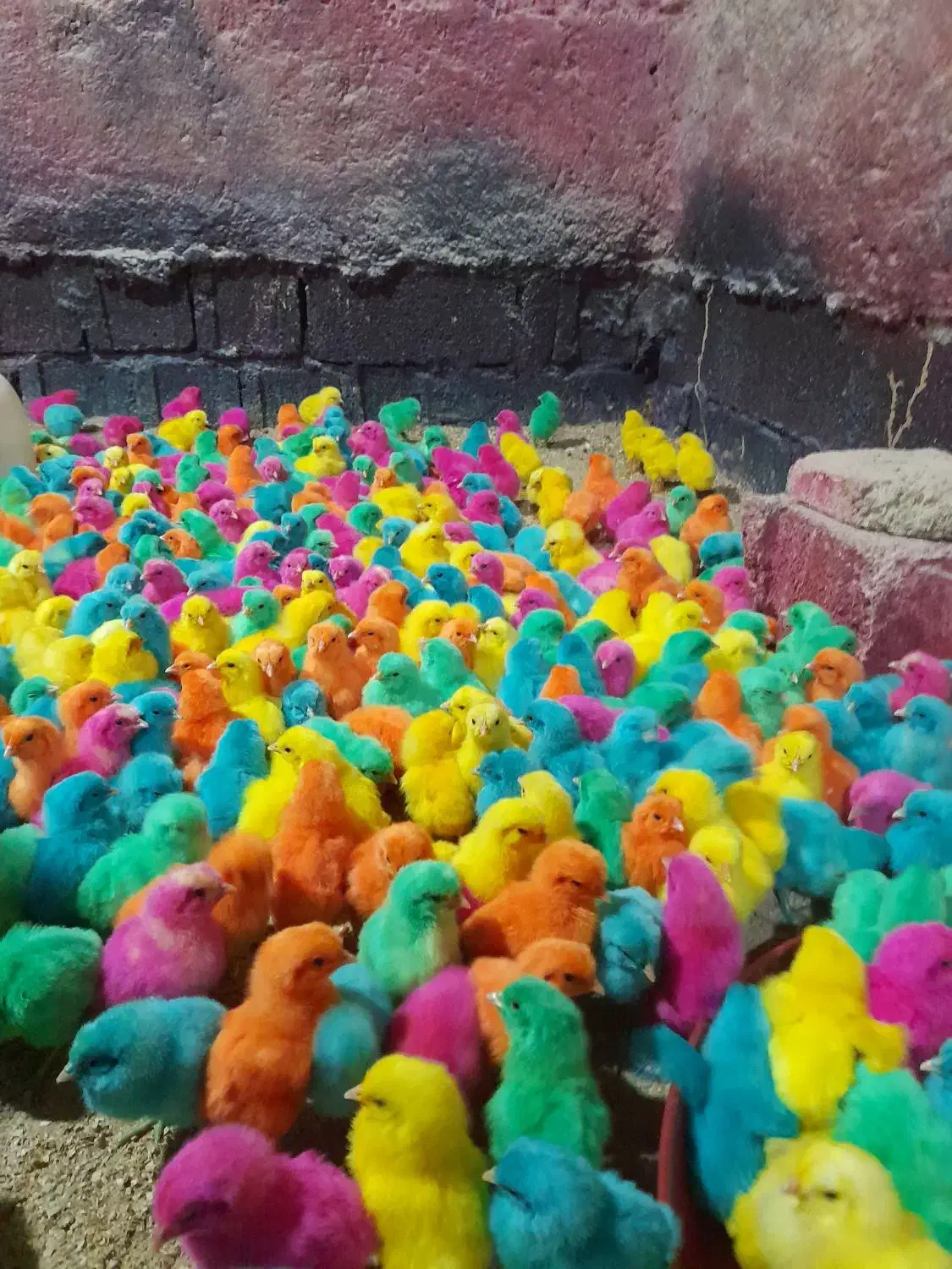 جوجه رنگی عمده|حیوانات مزرعه|شیراز, کوشک میدان|دیوار