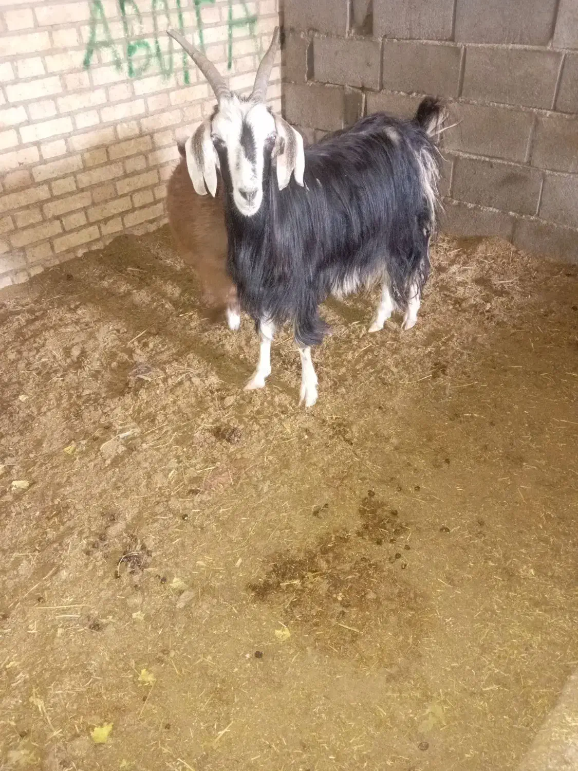 بز بابزغاله|حیوانات مزرعه|بجنورد, |دیوار