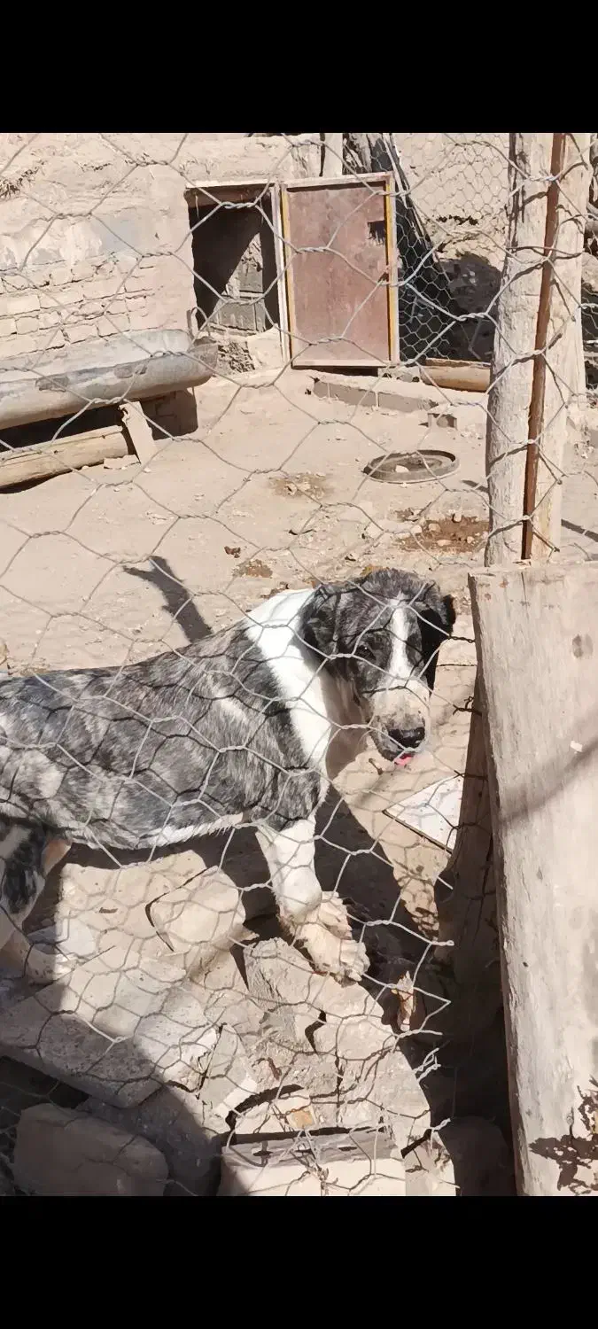 سگ توله|حیوانات|فیروزه, |دیوار