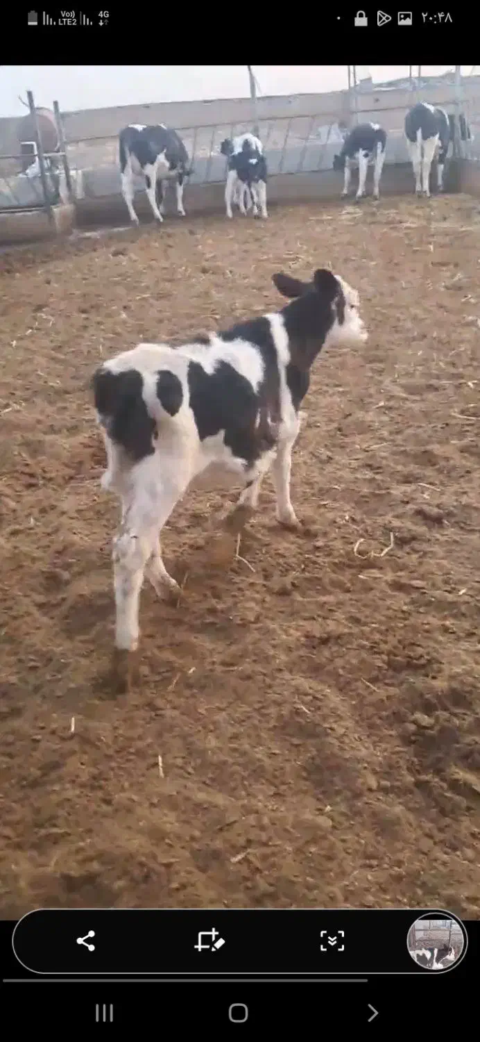 گوساله ماده سمینتال|حیوانات مزرعه|تربت جام, میان جام|دیوار