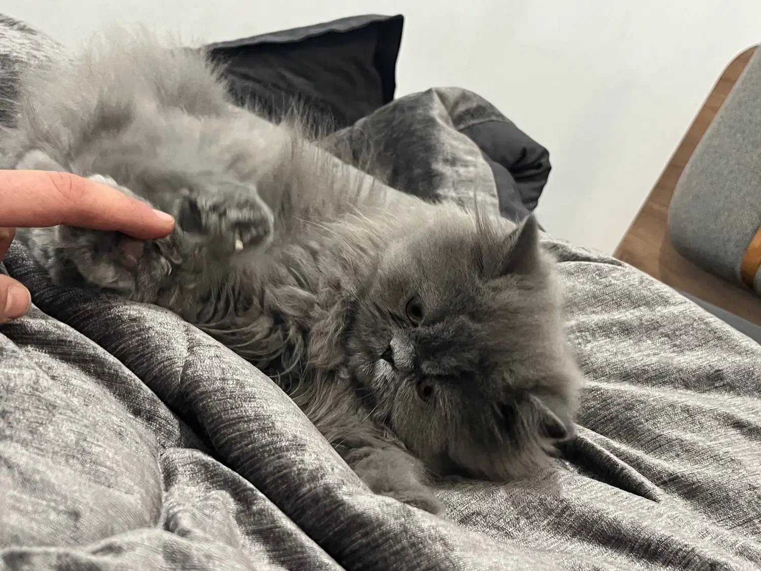 گربه بریتیش لانگ هیر|گربه|شیراز, فرهنگ شهر|دیوار