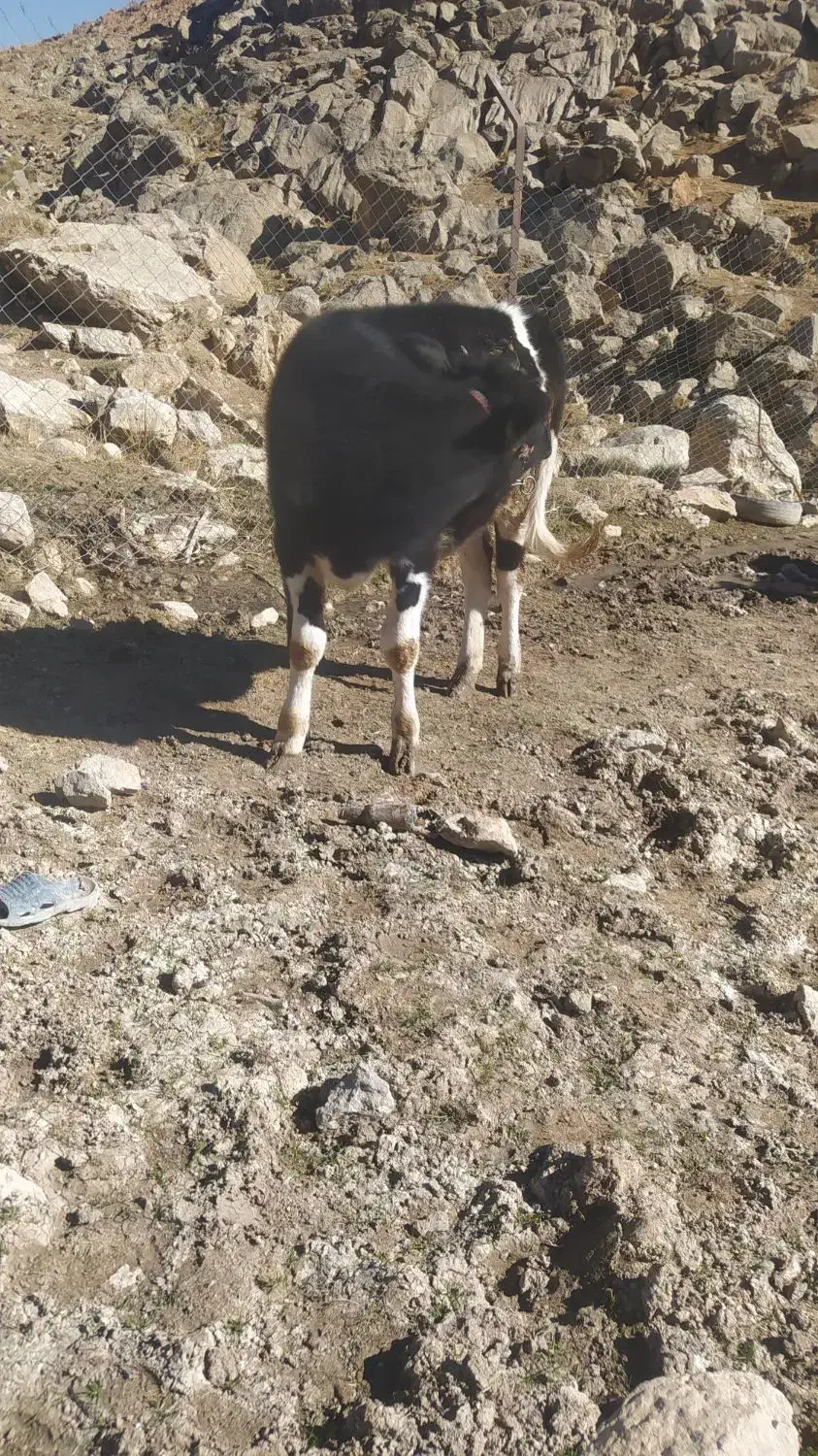 گاویا.گوساله|حیوانات مزرعه|پاپی, |دیوار