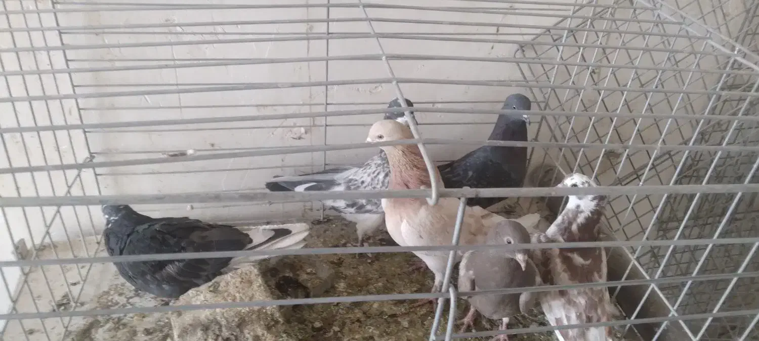 سلام خروس لاری|پرنده|اردکان, |دیوار