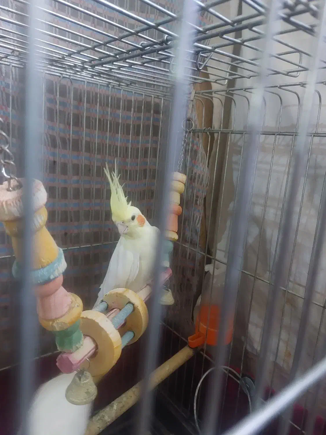 عروس هلندی لوتینو و سینامون|پرنده|قدس, شهرقدس|دیوار