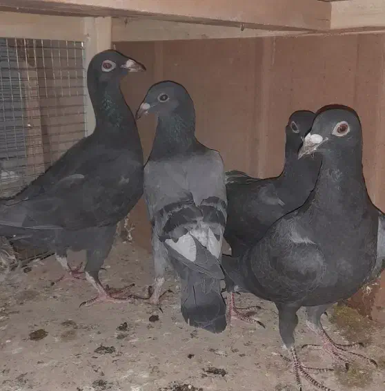 کفتر گرفتنی|پرنده|خوشاب, |دیوار