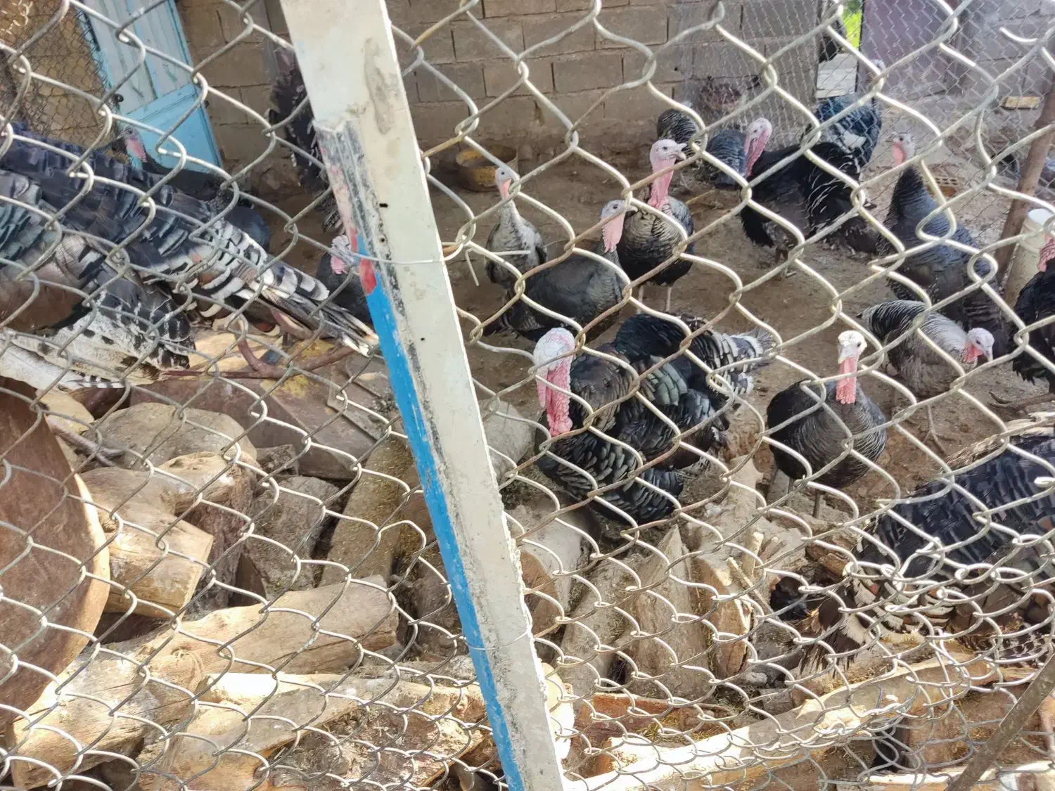 بوقلمون نر ماده|حیوانات مزرعه|اندیمشک, |دیوار