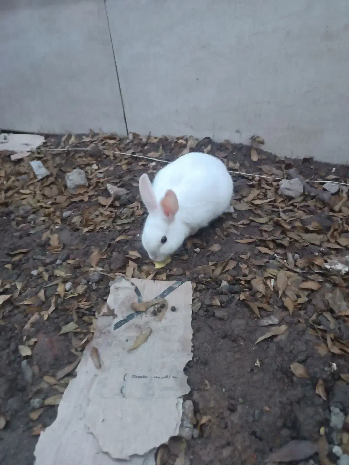 خرگوش|موش و خرگوش|ایلخچی, |دیوار