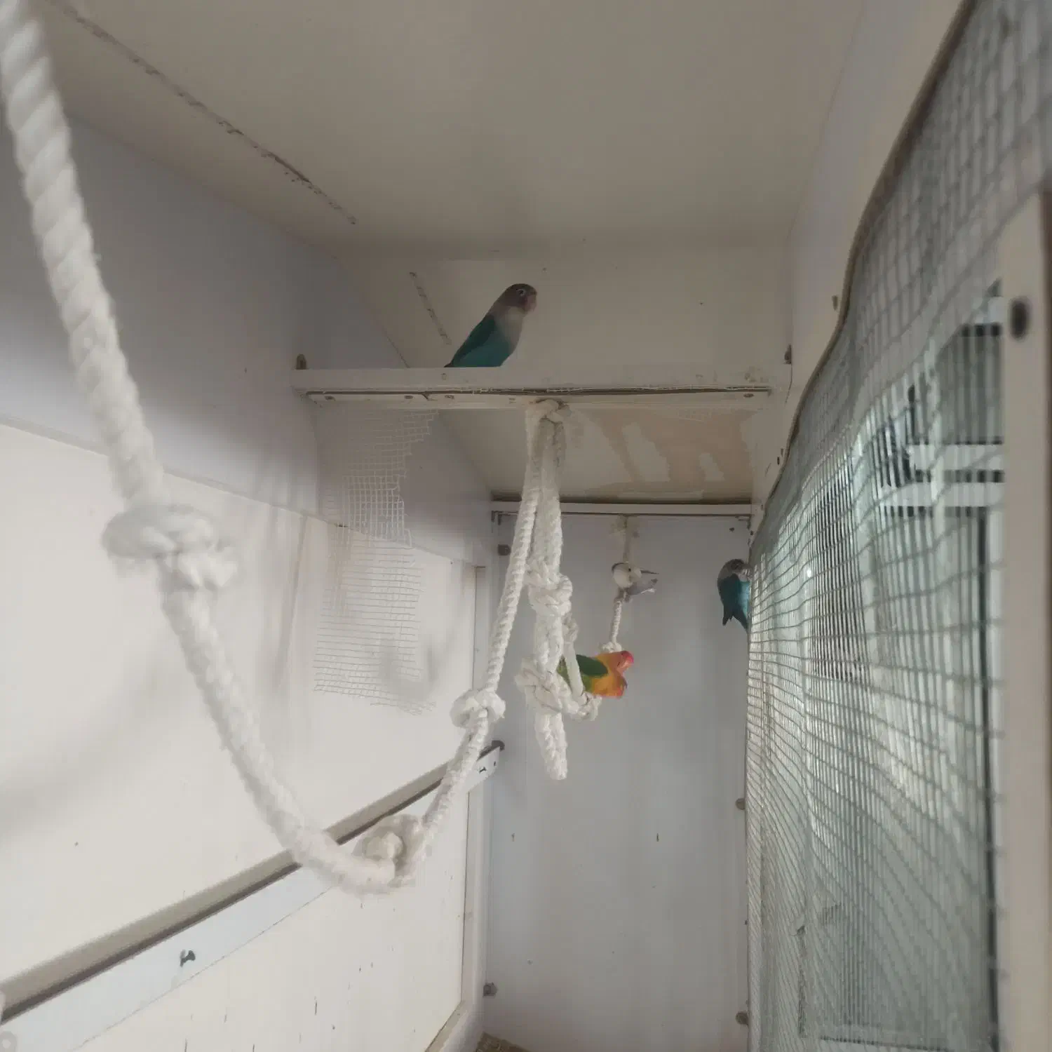 طوطی برزیلی جفت مولد سه جفت|پرنده|بهار, |دیوار