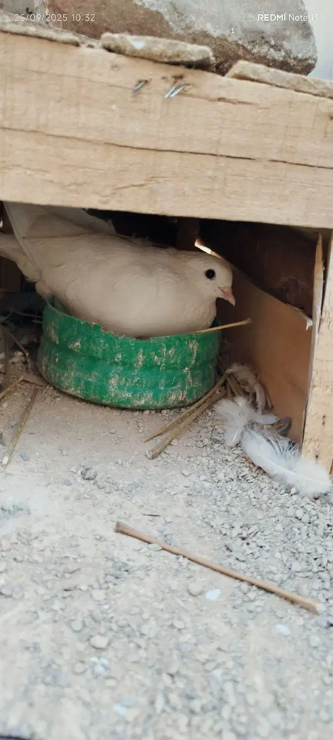 کفتر دم سیاه پرشی|پرنده|قرچک, میرزائی شمالی|دیوار