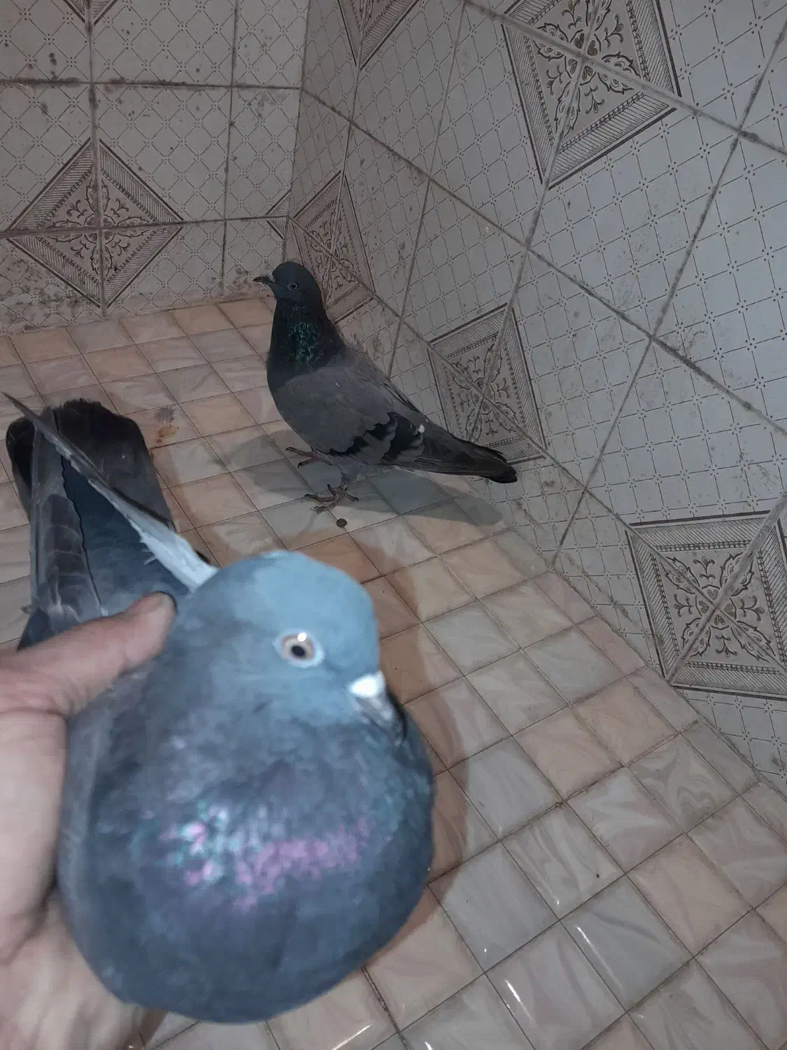 کبوتر سبز و سرور|پرنده|قائمشهر, |دیوار