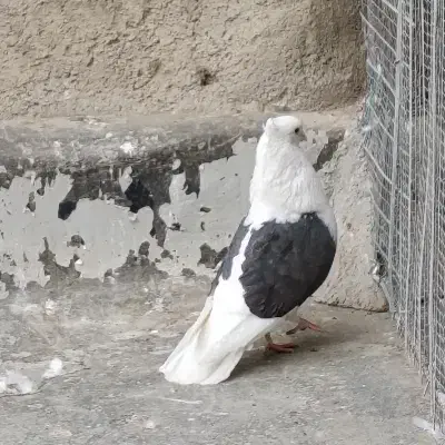 کفتر|پرنده|قم, ولیعصر|دیوار