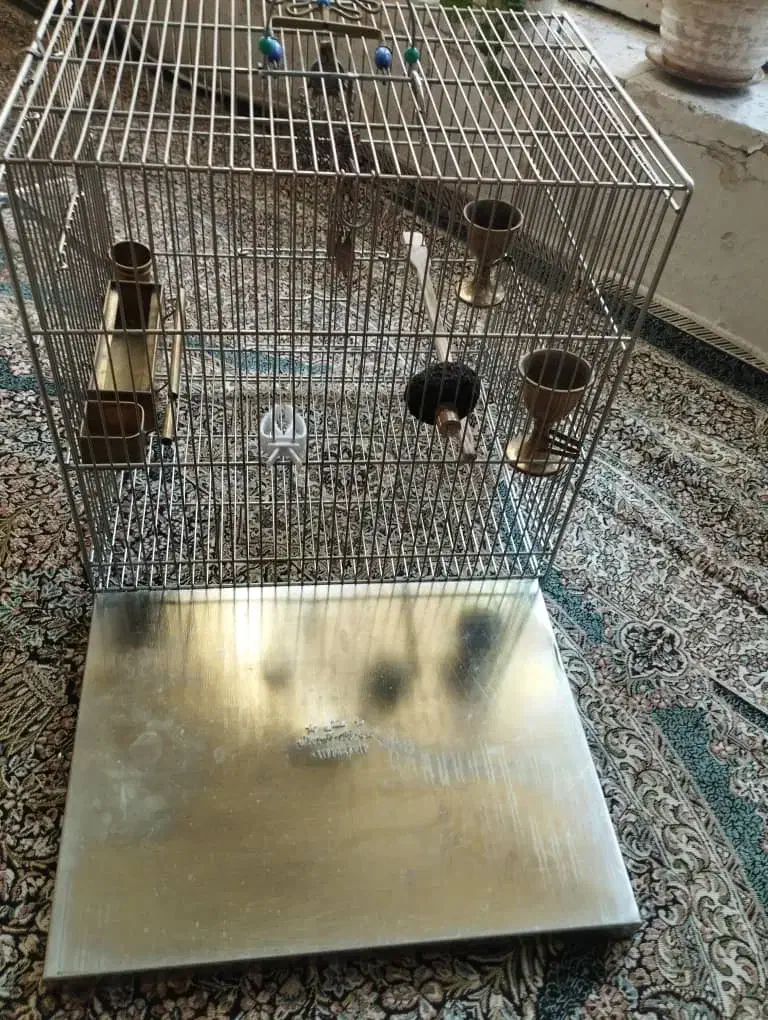 سیره قفس|پرنده|بروجرد, |دیوار