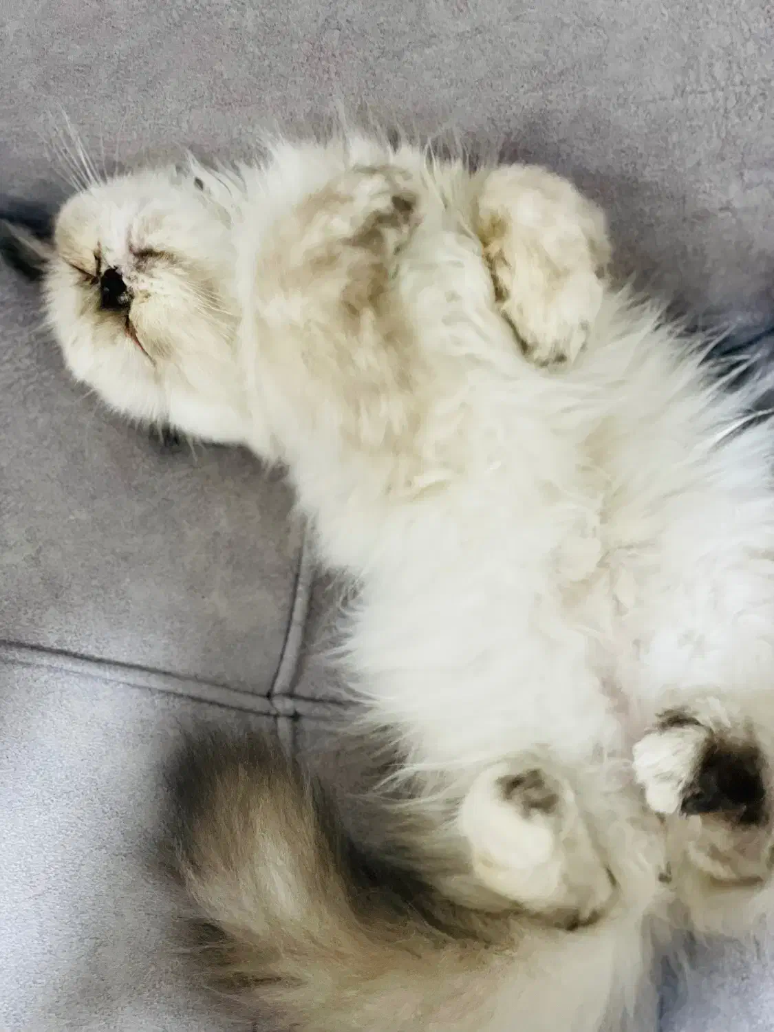 گربه هیمالین|گربه|بندرعباس, |دیوار