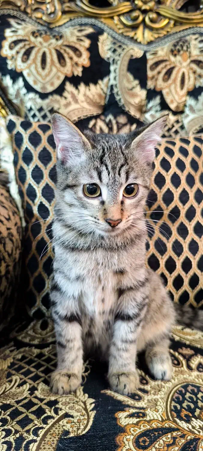 واگذاری بچه گربه‌ی ببری|گربه|رشت, منظریه|دیوار