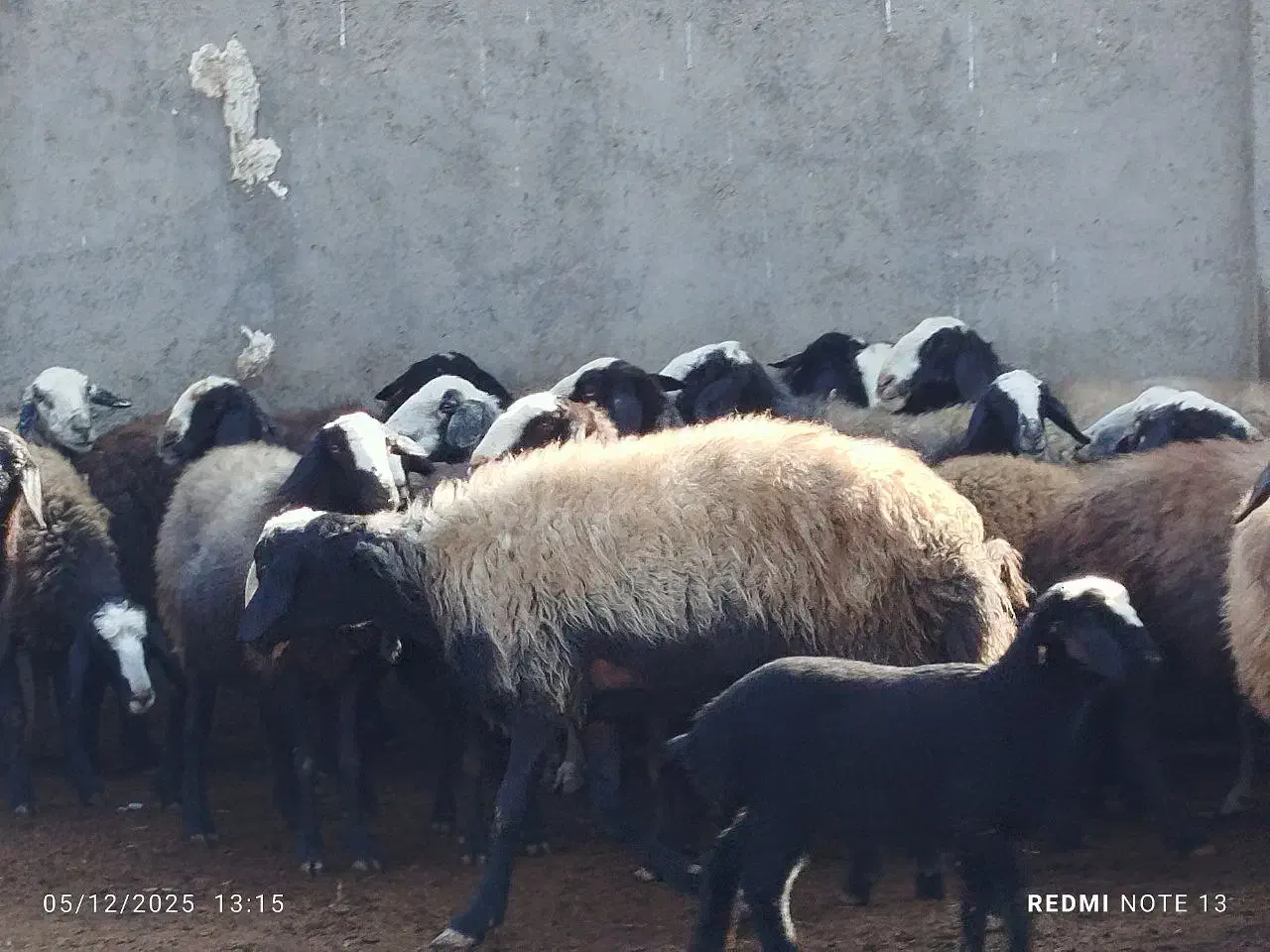 ۸۰ راس گوسفند|حیوانات مزرعه|تاکستان, |دیوار