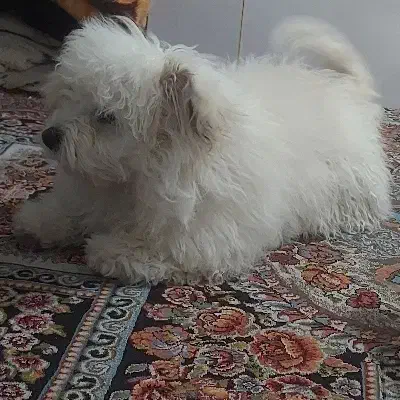 واگذاری سگ نژاد شیتزو وپامر|سگ|شیراز, طلاب|دیوار