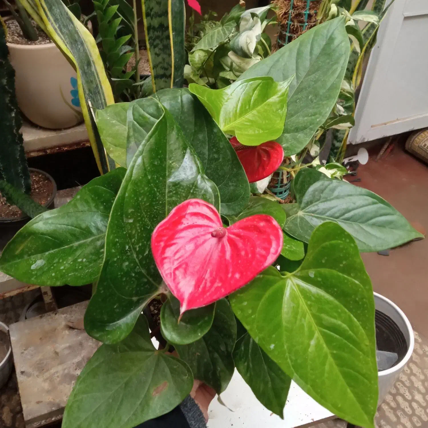 گل های آپارتمانی واداری|گل و گیاه طبیعی|اردبیل, |دیوار