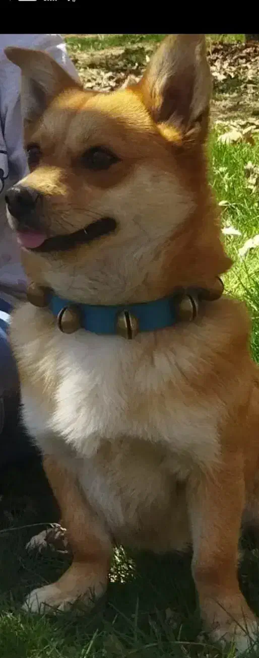 گمشده|سگ|بروجرد, |دیوار