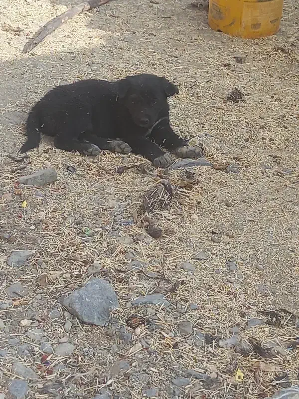 واگذاری سگ|سگ|بن, |دیوار