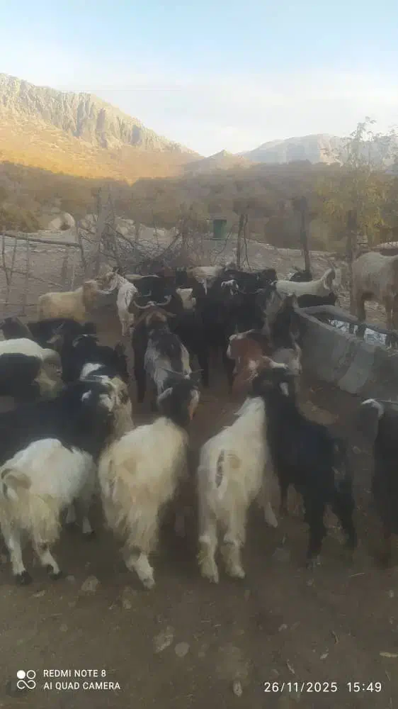 بزغاله نر و ماده|حیوانات مزرعه|دورود, |دیوار