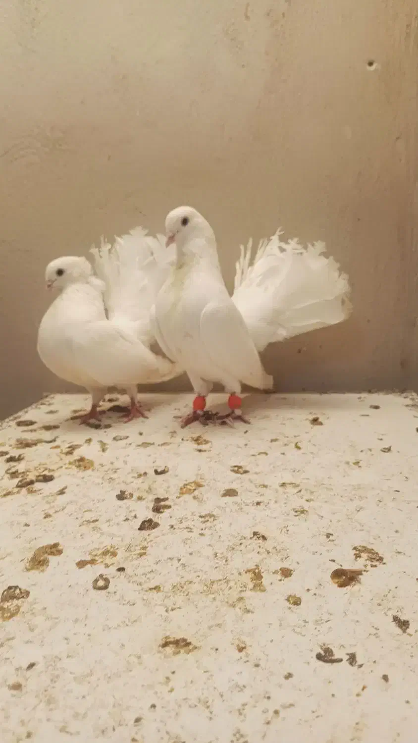 کبوتر فروشی|پرنده|ساری, |دیوار